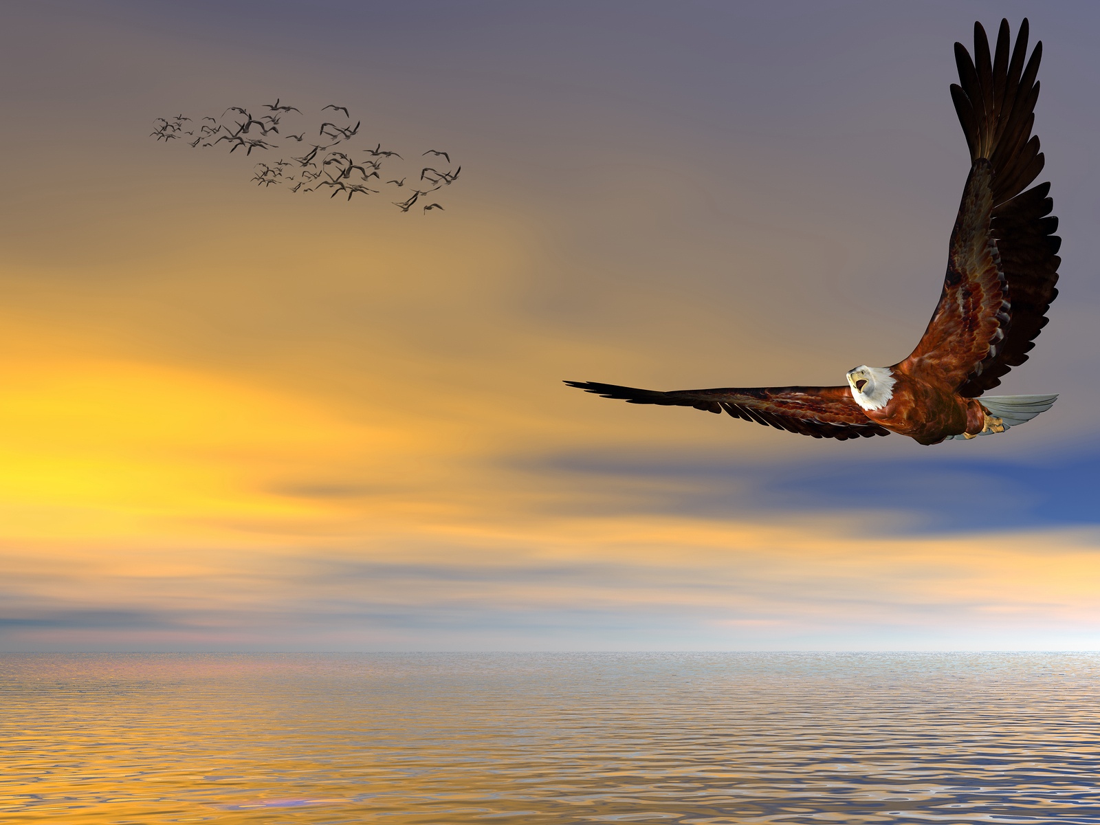 American bald eagle, flying free.