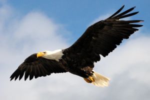 bigstock-Bald-Eagle-Soaring-10619714