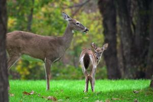 Deer Family