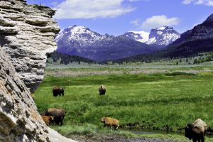 Herd of Buffalo