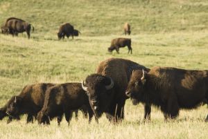 herd of buffalo