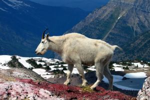 Mountain Goat (Oreamnos americanus)