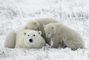 Polar she-bear with cubs.