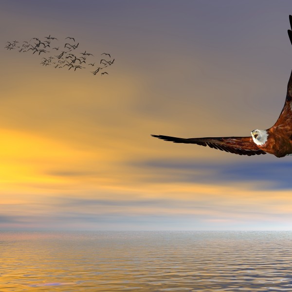 American Bald Eagle Flying Free